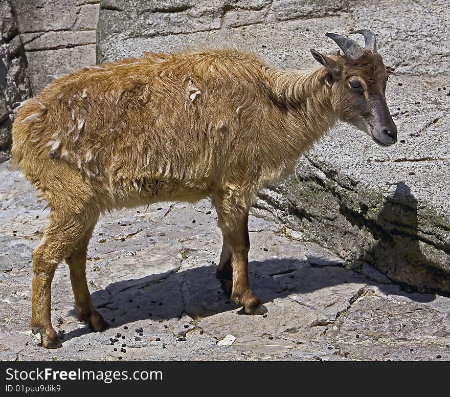 Himalayan tahr 1