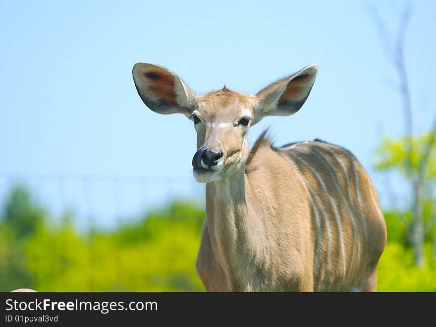 Picture of young deer licking himself