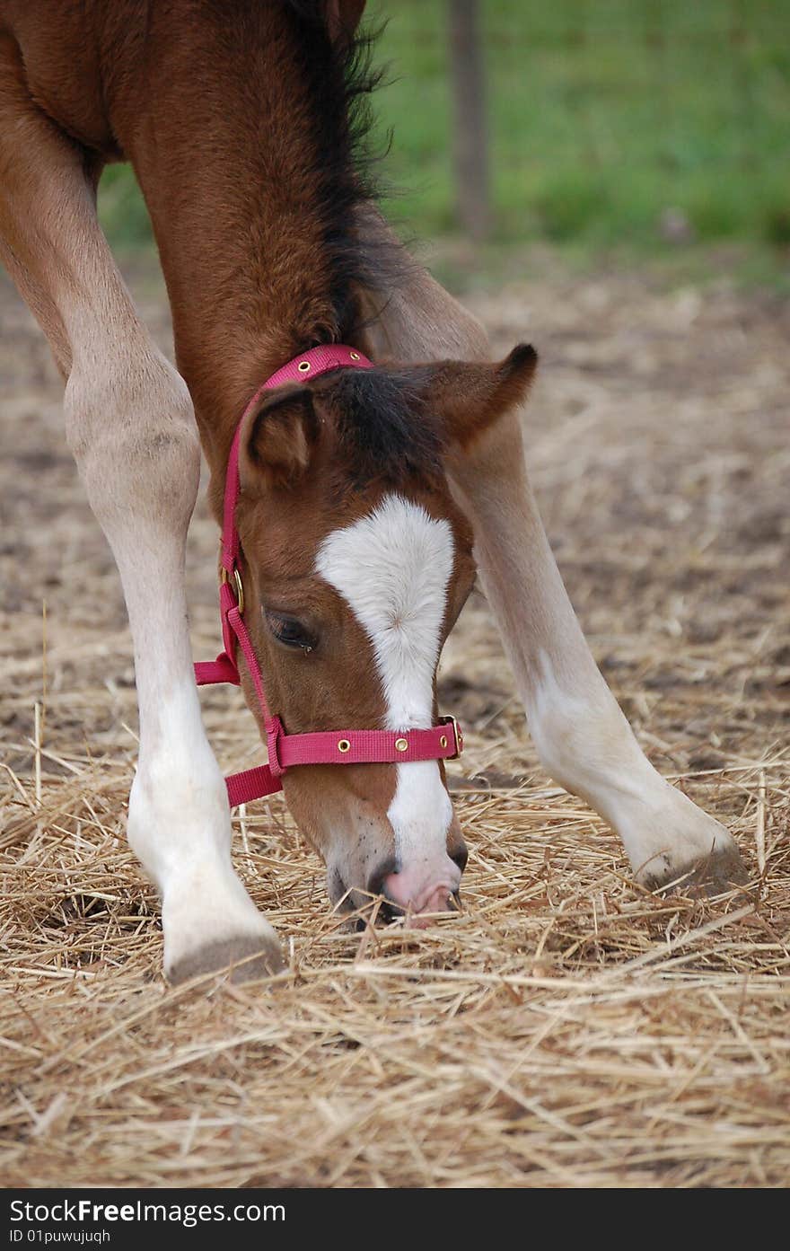 A brown foal eating some hay.