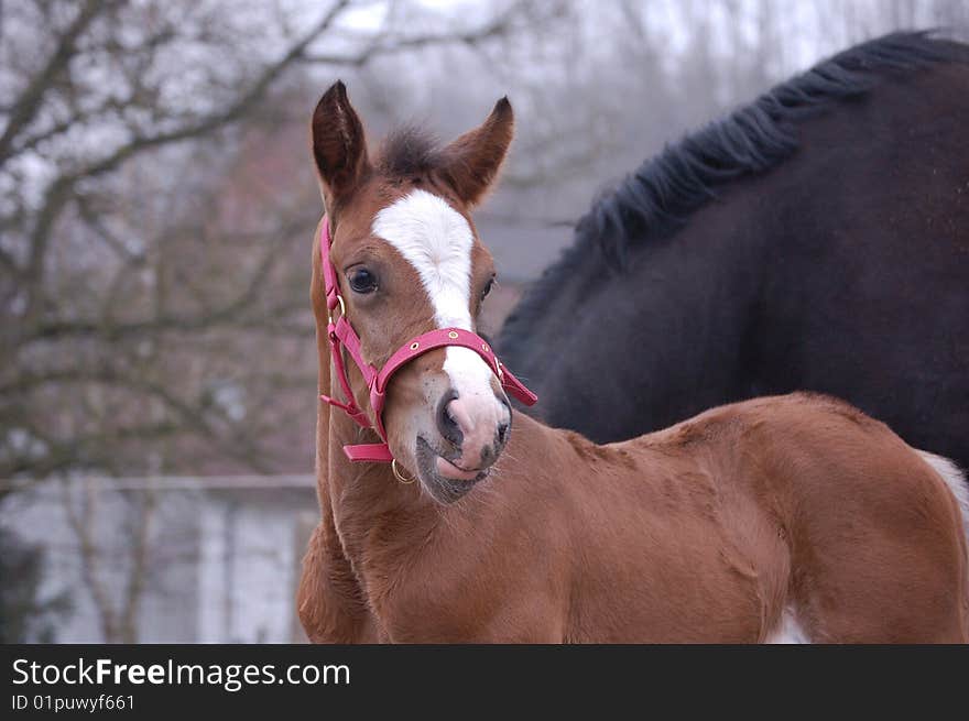 A brown foal standing in a grassland.