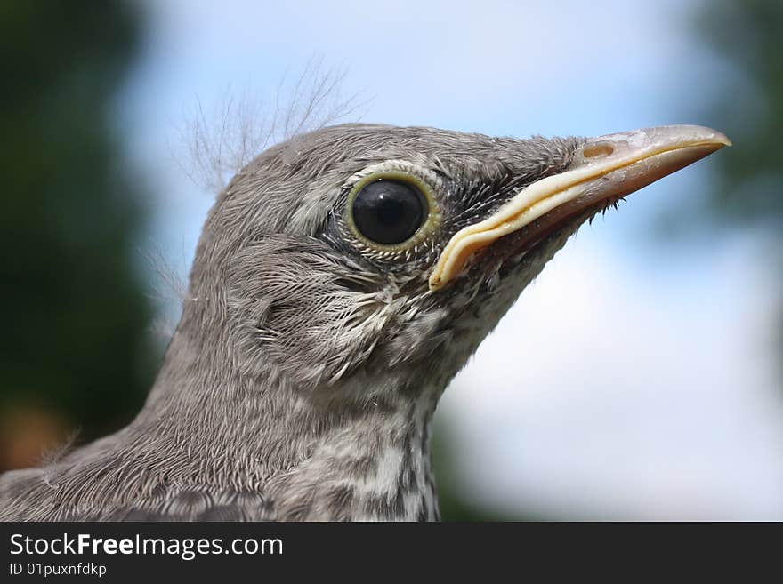 Closeup photo of a young mockingbird.