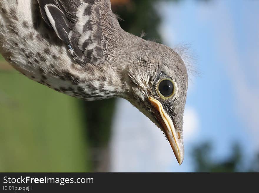 Closeup photo of a young mockingbird.