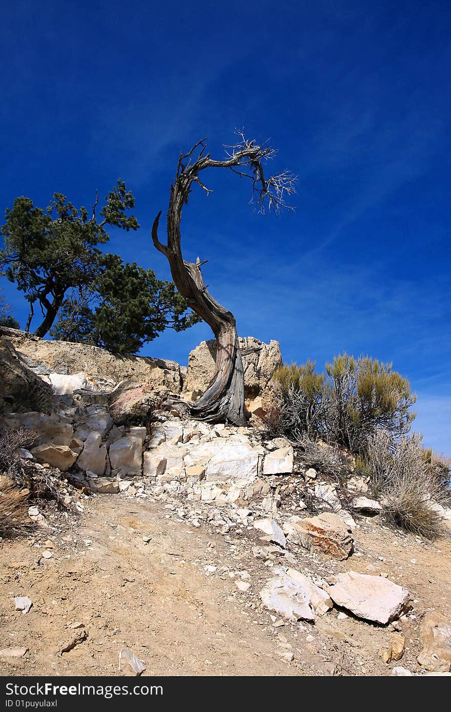 A Dead tree in Grand Canyon,Arizona,United States. A Dead tree in Grand Canyon,Arizona,United States