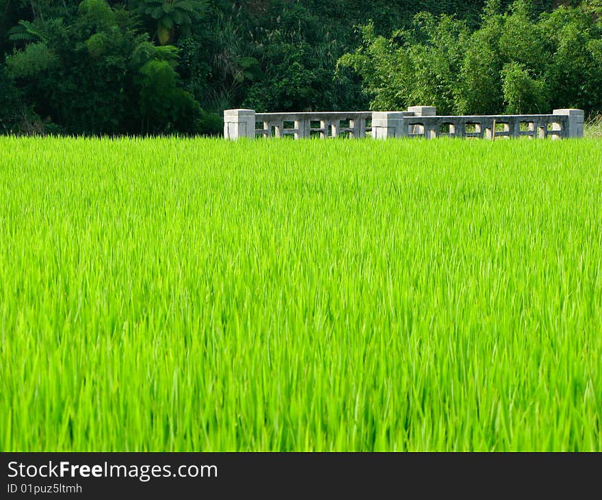 Rice seedling and vantage small bridge with sunlight