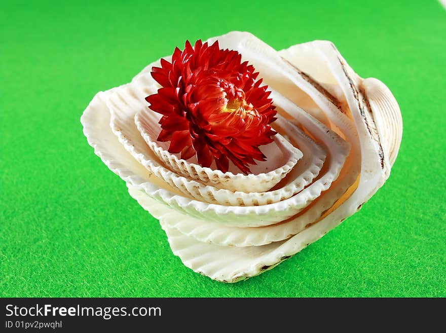 A beautiful immortella flower arising from a shell collection. A beautiful immortella flower arising from a shell collection