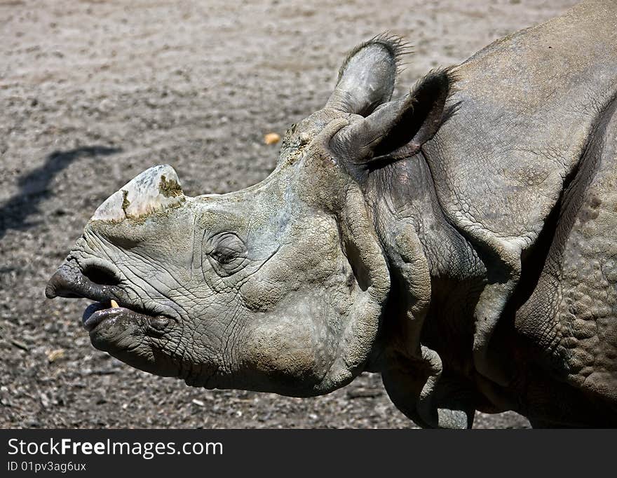 Great indian rhinoceros 1