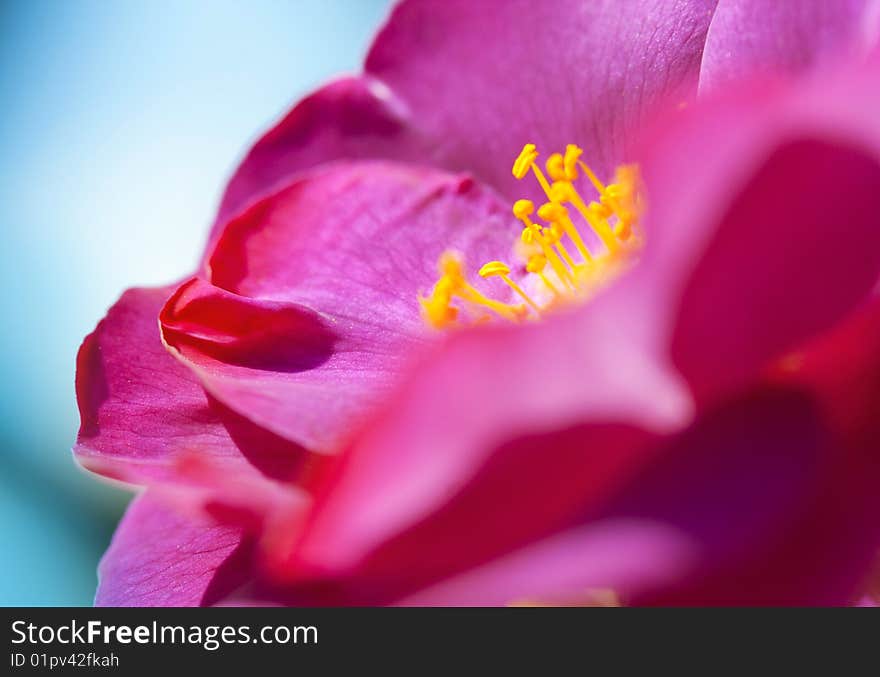 Closeup of a purple rose on blue background