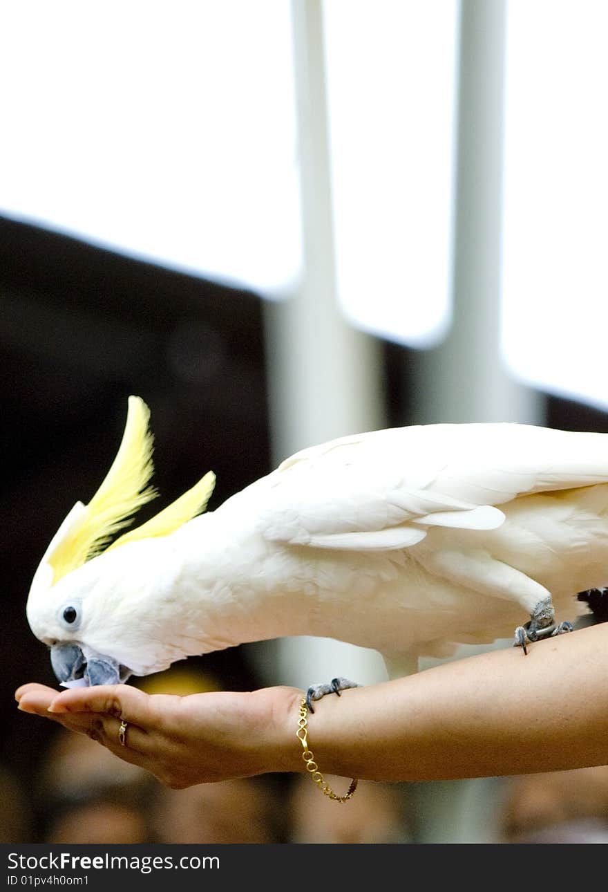 A person feeding a white cockatoo