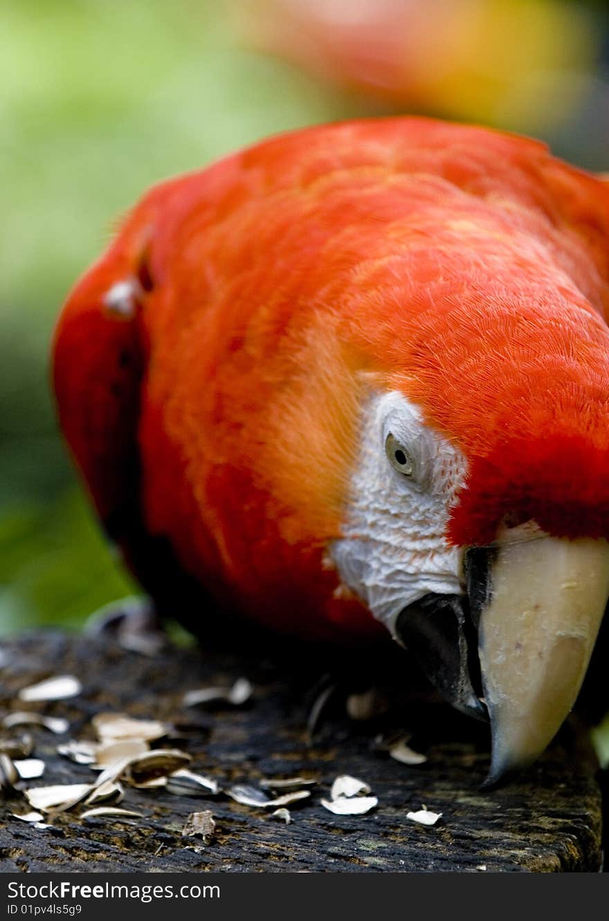 A macaw feeding on the seeds on broken log