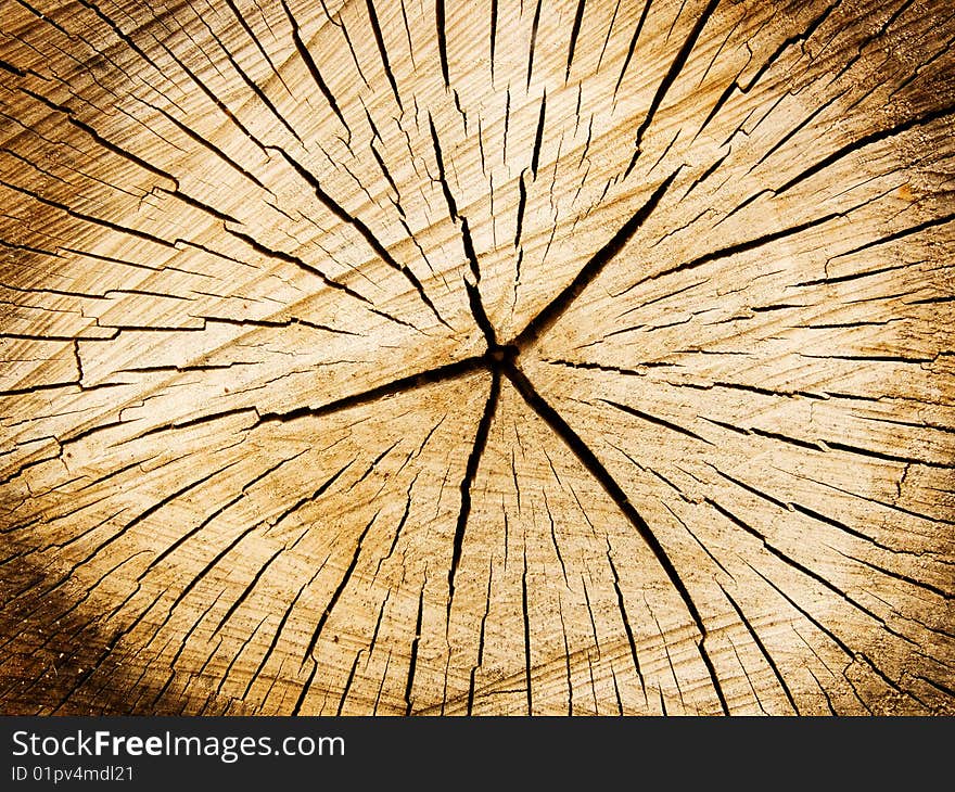 Cut of a tree a poplar an abstract background