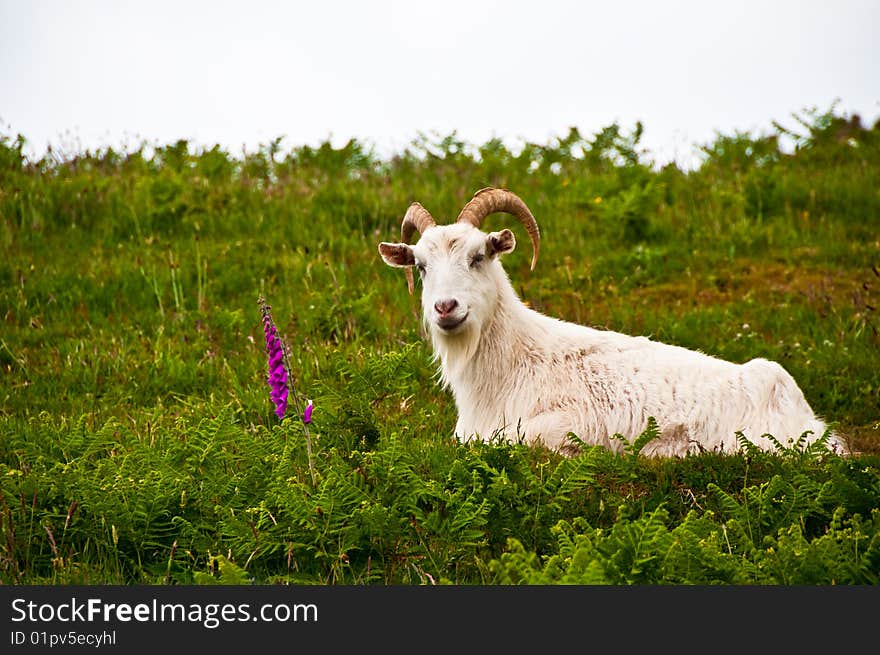 Goat in field with bracken and flower