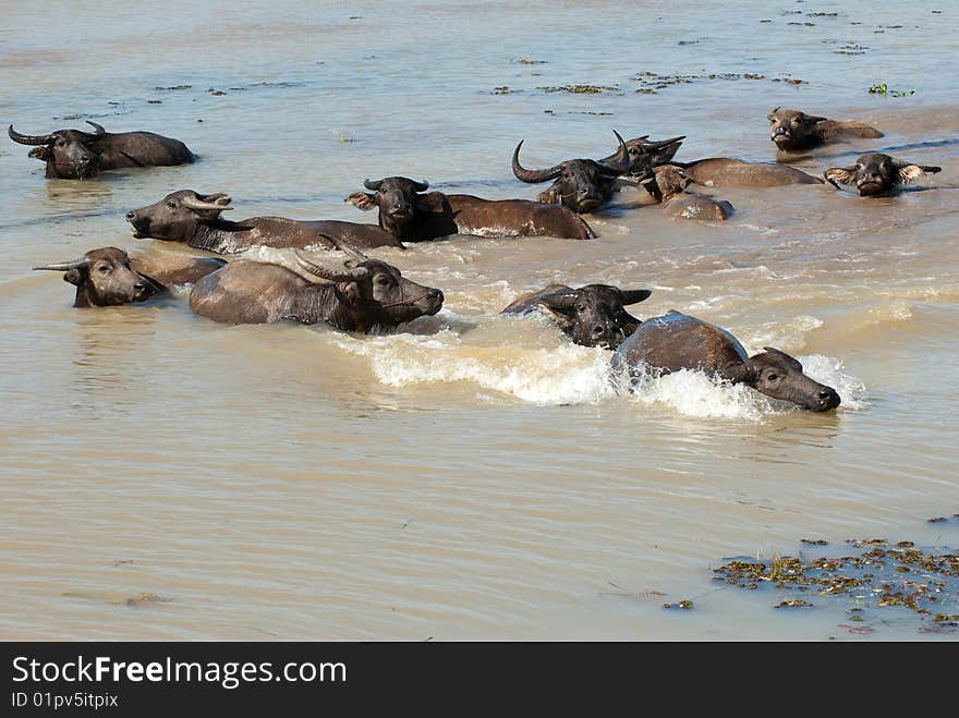 Many waterbuffalo in the water