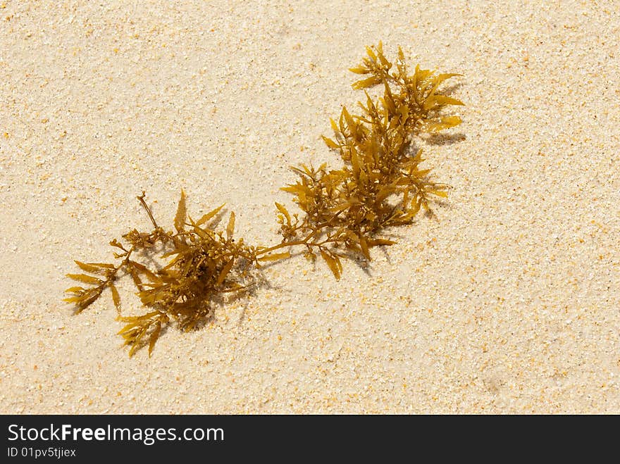 Seaweed