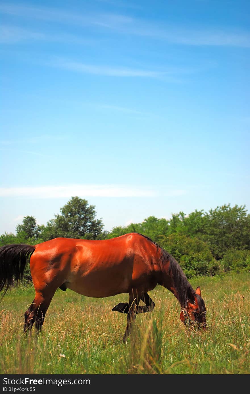 Beautiful brown stallion in the middle of nature. Beautiful brown stallion in the middle of nature