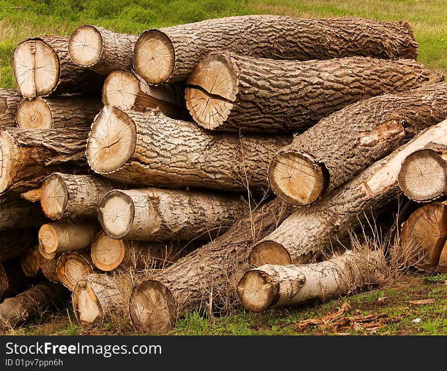 Tree a poplar in a heap