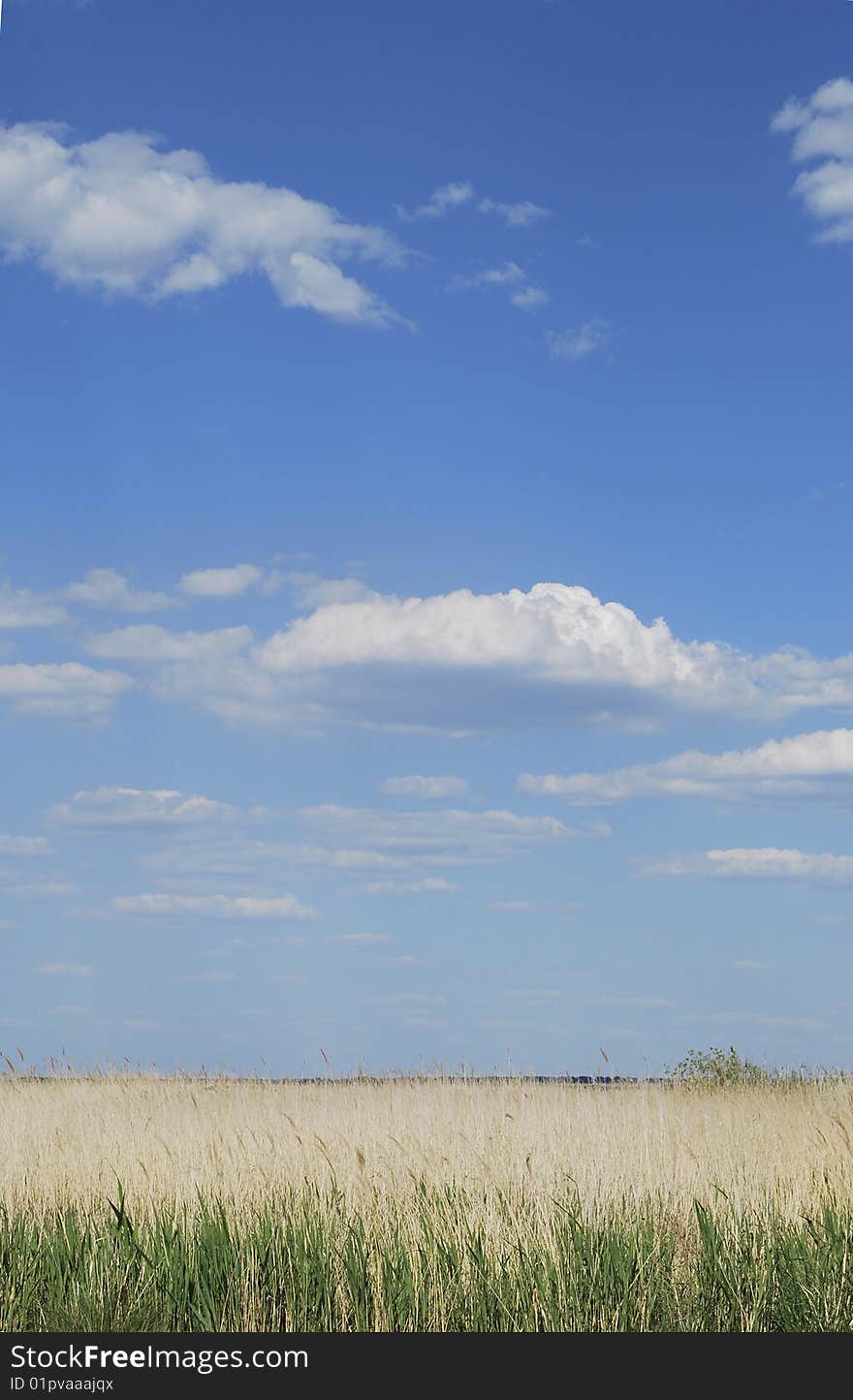 Landscapes background, dry bulrush, horizon , sky and clouds