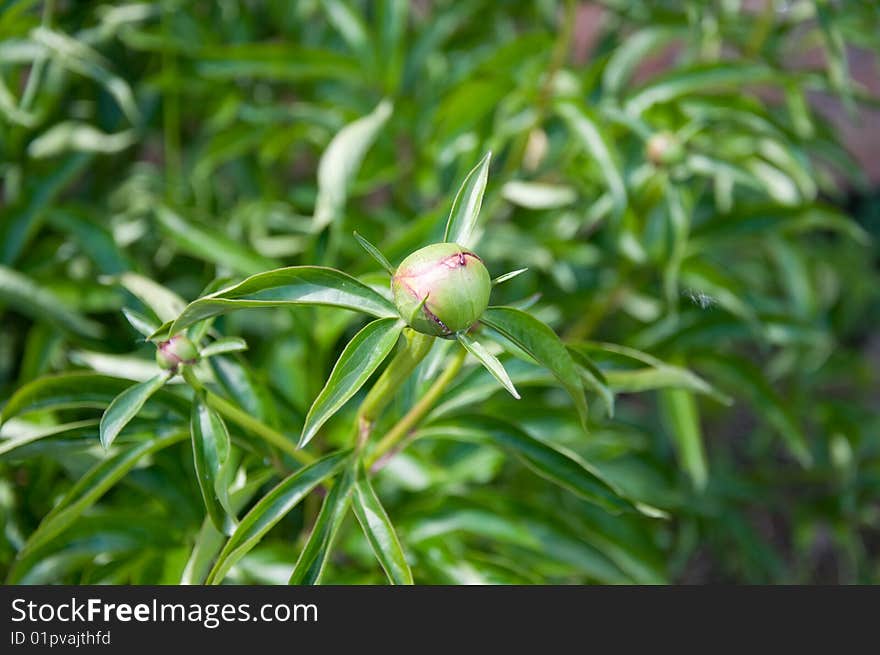 Peony unblown flower