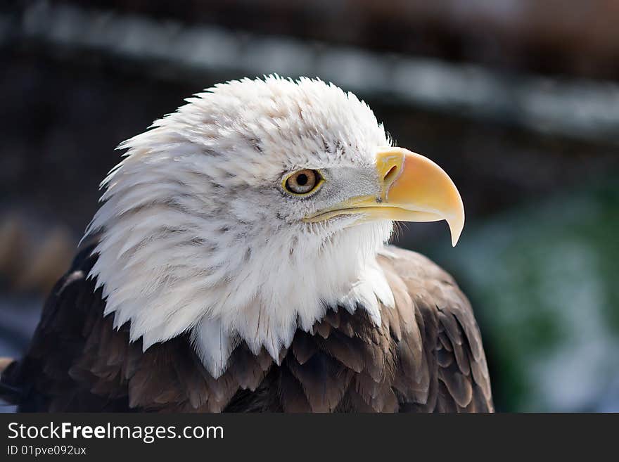 American Bald Eagle