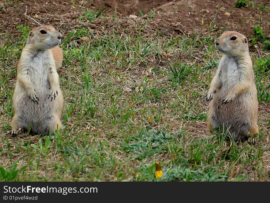 Two Prairie dogs