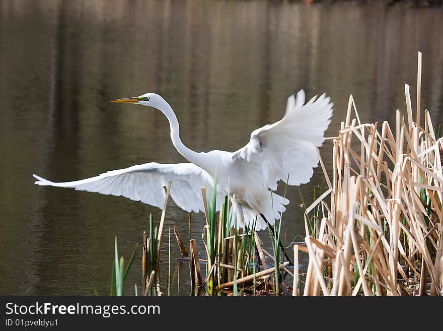 Great Egret Taking Off