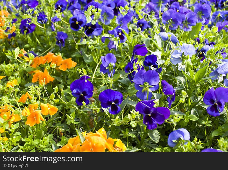 Flower bed from beautiful heartseases