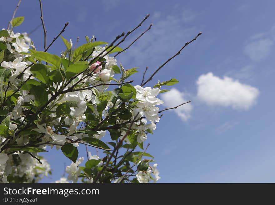 Photo of cherry blossom over blue sky