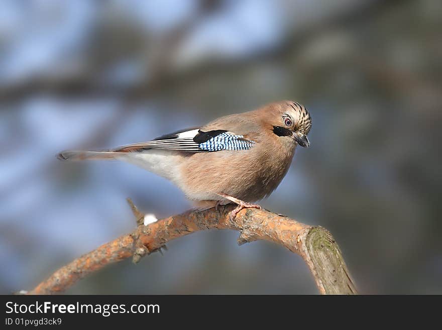 Big blue jay