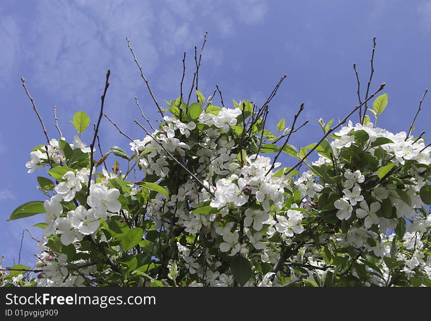 Photo of cherry blossom over blue sky