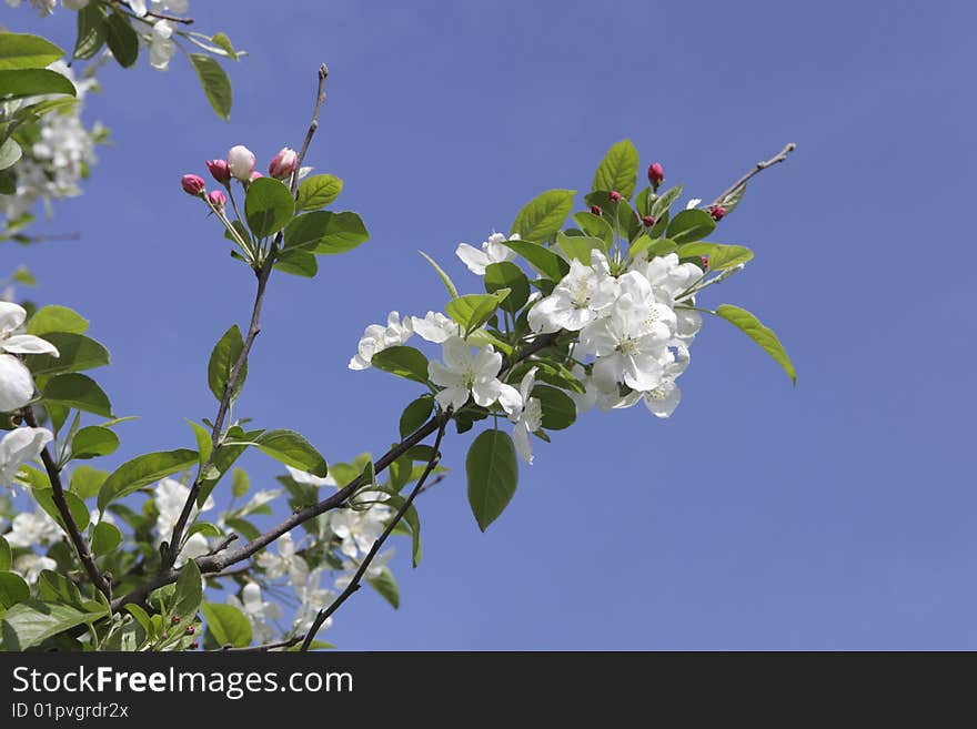 Photo of cherry blossom over blue sky