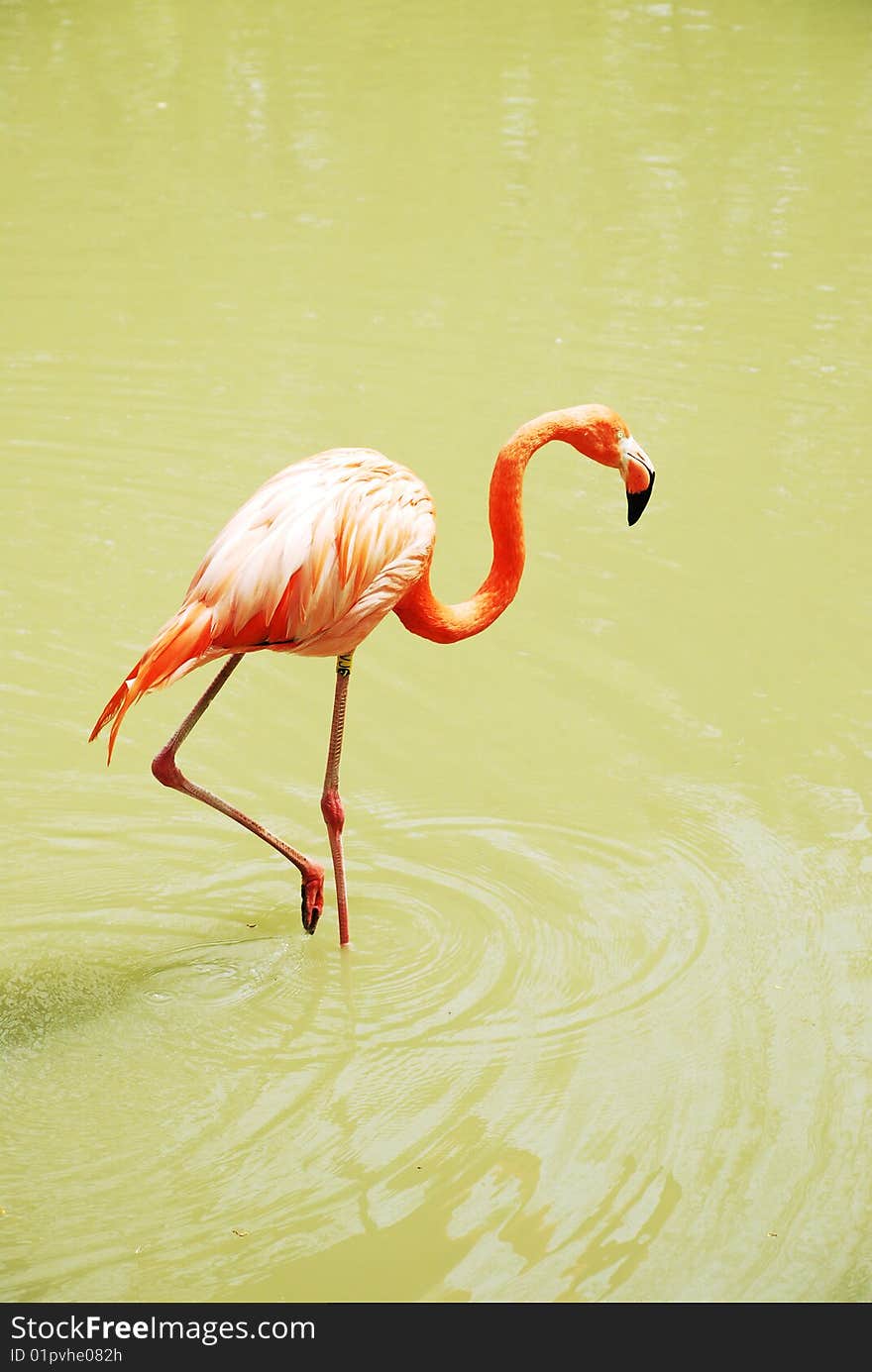 Flamingo 2