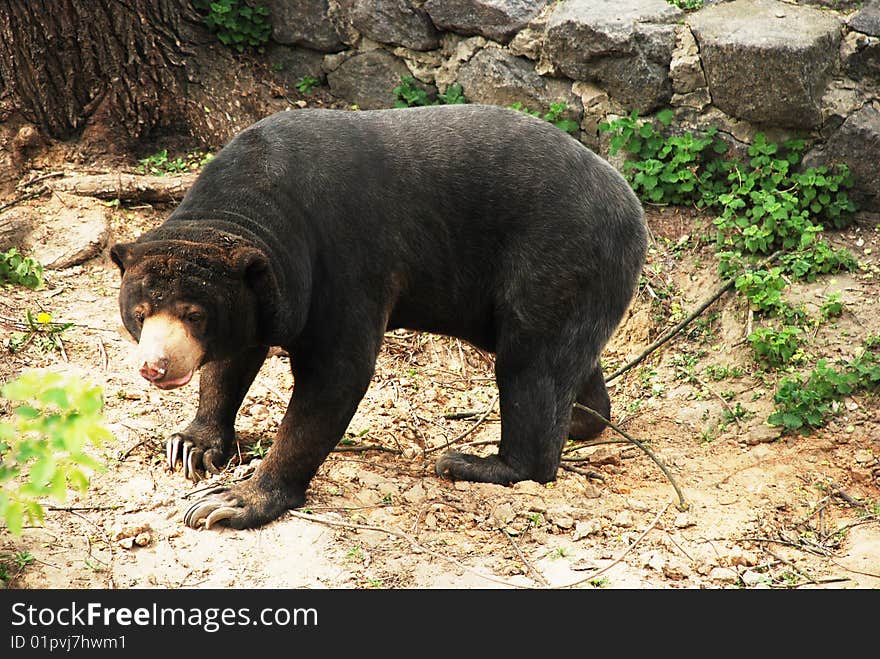 The black American bear is in a zoo