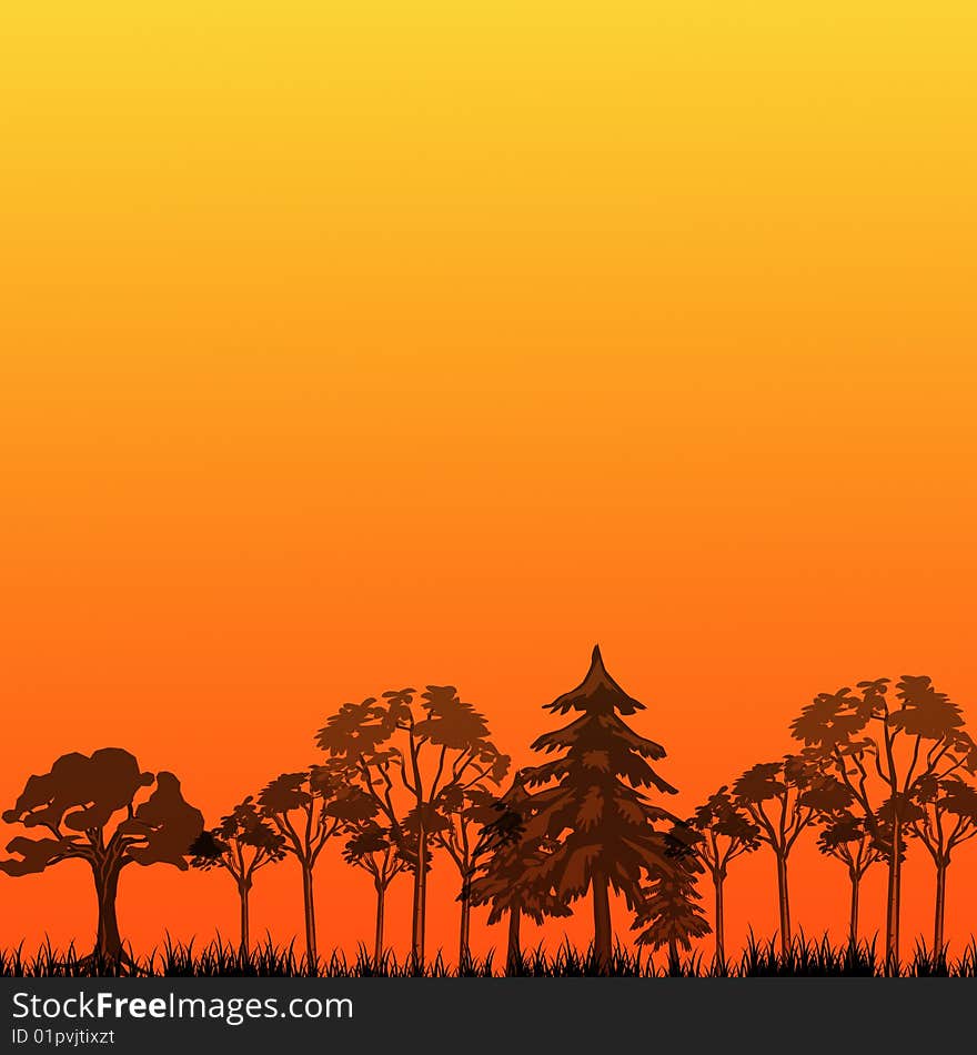 Orange sunset in the forest. Orange sunset in the forest