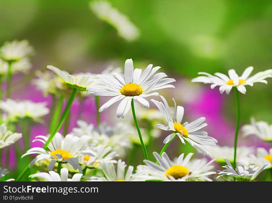 Closeup of white daisies in a field in summer