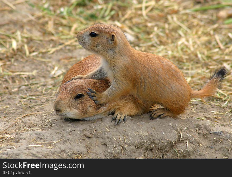 Prairie dog guarding the entrance of the cave. Prairie dog guarding the entrance of the cave.