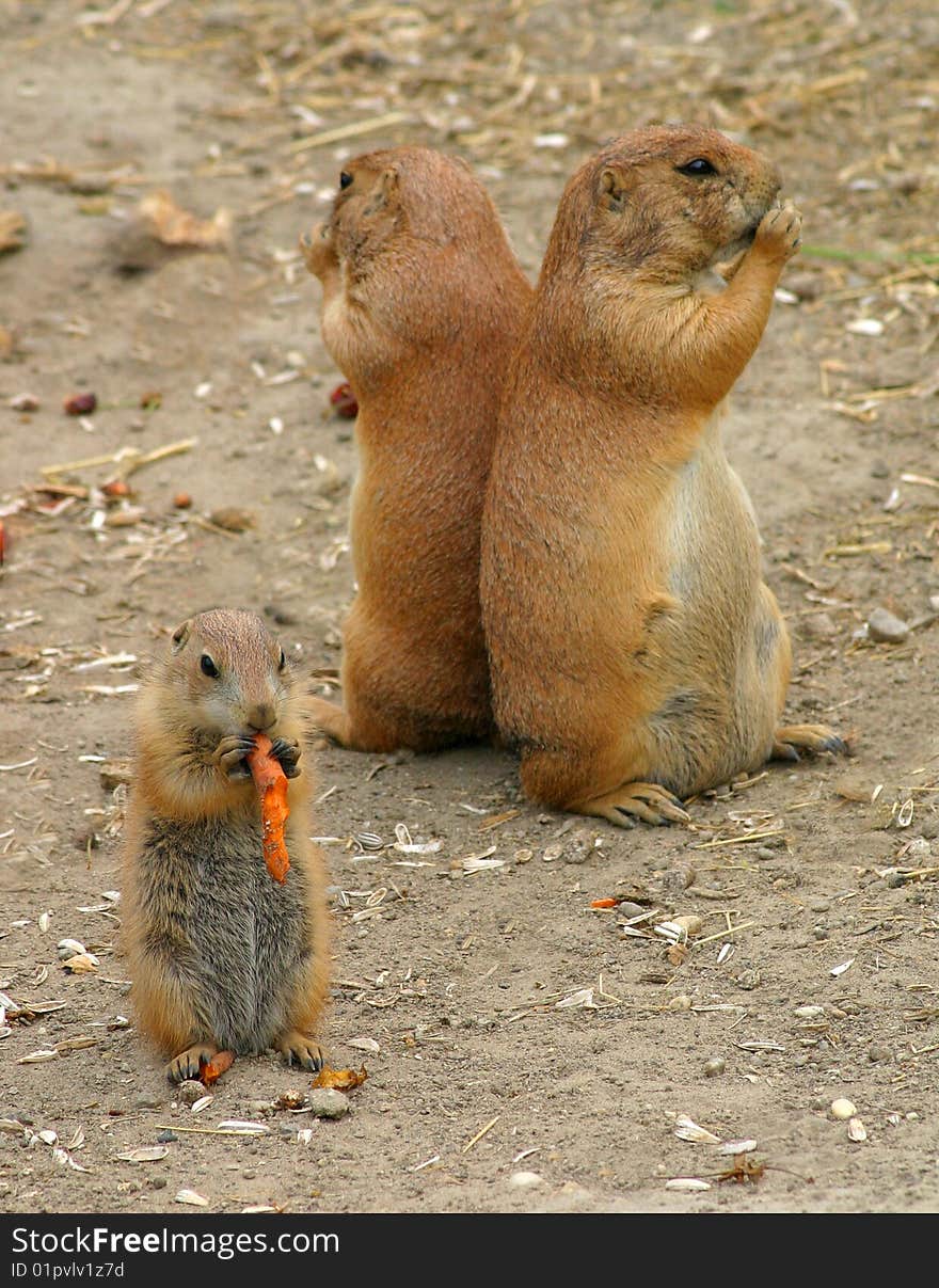 Prairie dog guarding the entrance of the cave. Prairie dog guarding the entrance of the cave.