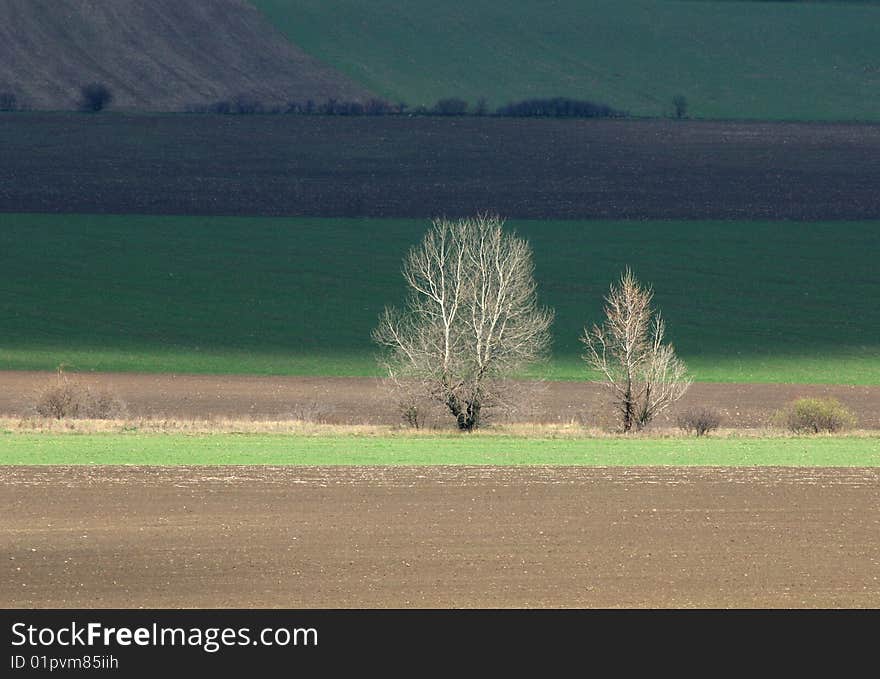 Cultivated land in early spring landscape.