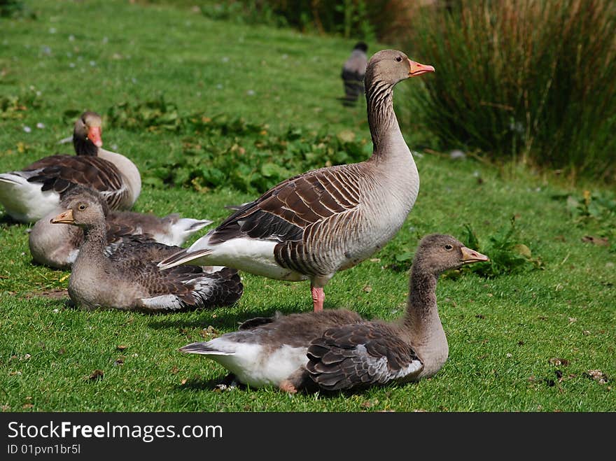 Geese