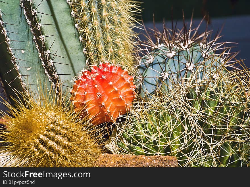 Cacti in garden captured close up. Cacti in garden captured close up.