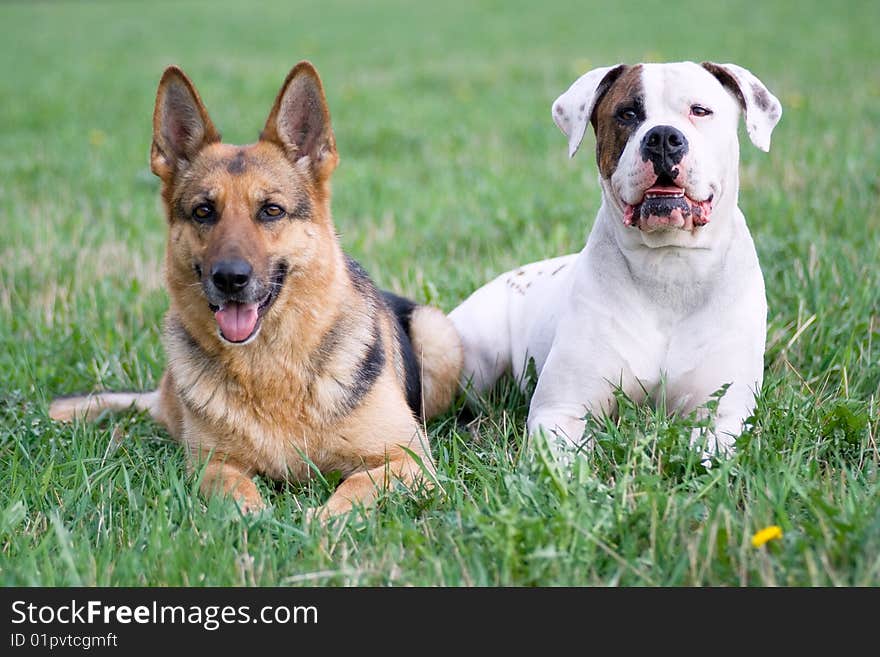 Germany shepherd and American bulldog on the grass