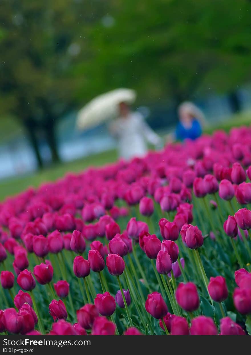 A mother and her daughter watching tulips in the rain. A mother and her daughter watching tulips in the rain