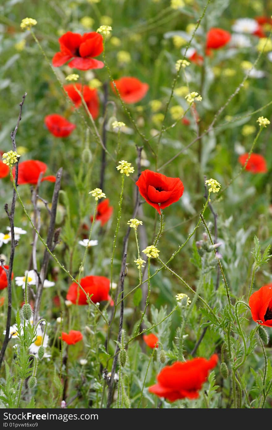 Meadow with poppies