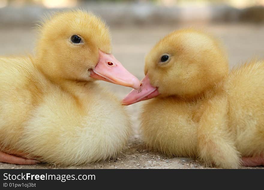 Two baby birds, looking after one after another. Two baby birds, looking after one after another