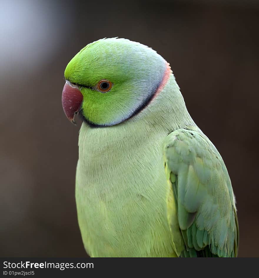 Parrot at the Butterfly Farm near Chichester in West Sussex. Parrot at the Butterfly Farm near Chichester in West Sussex