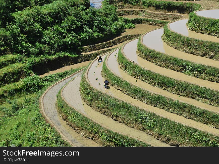 Farmers are cultivating paddy rice in the terrace in South China.