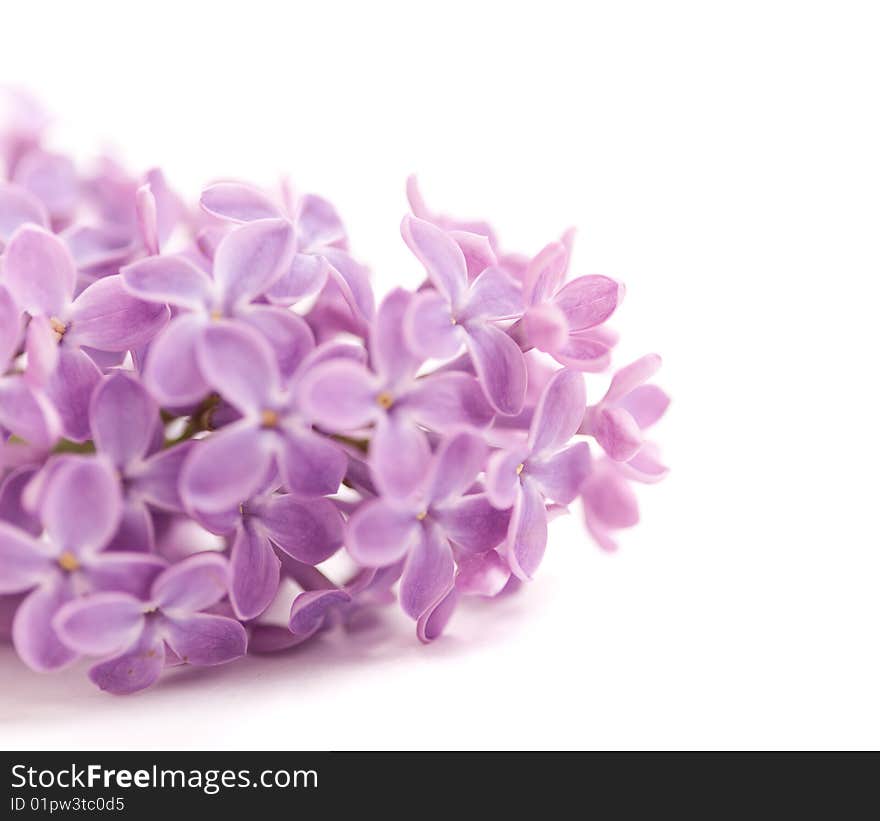 Fragrant lilac blossoms (Syringa vulgaris) over white. Shallow depth of field, selective focus