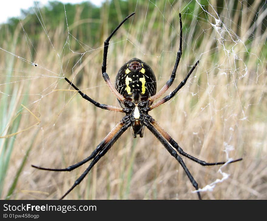 Spider in net