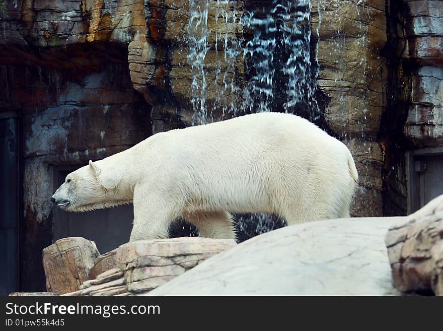 White polar bear