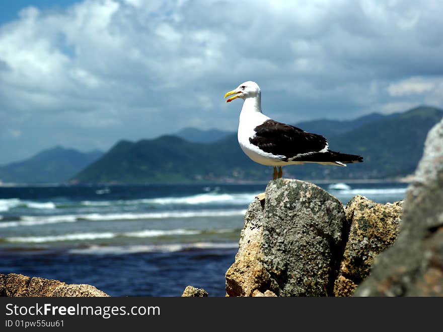 Lonely Seagull