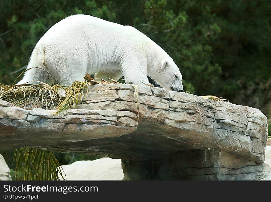 Beautiful white polar bear on a rocky edge.