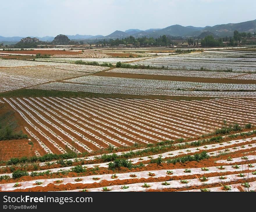 The crop are growing in fields of scene. The crop are growing in fields of scene